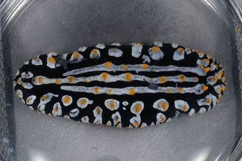 Media type: image;   Malacology 393757 Description: live specimen;